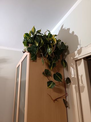 Talea Philodendron Scandens Brasil