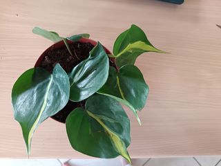 Talea Philodendron Scandens Brasil