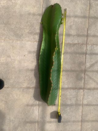 Euphorbia grande 68cm (4)