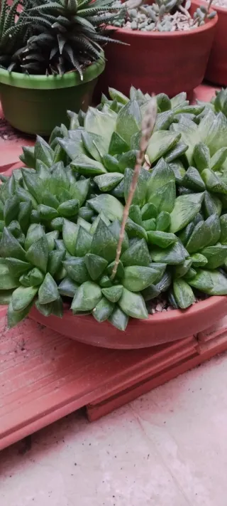 Haworthia cymbiformis planta suculenta