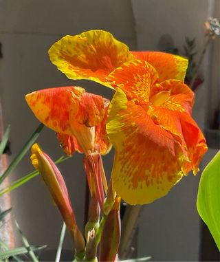 Rizomas Canna Indica Naranja 5kg