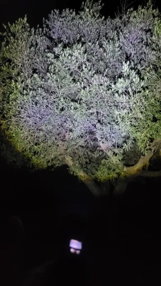 Linterna Táctica pantalla led alta potencia