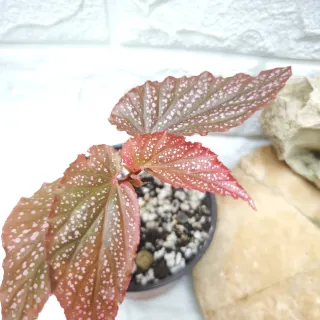 Begonia Maculata Pink Spot