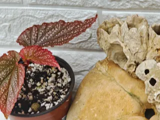 Begonia Maculata Pink Spot