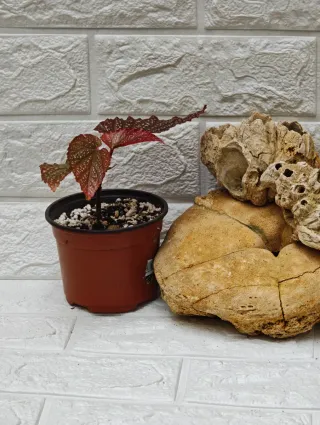 Begonia Maculata Pink Spot