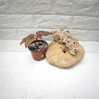 Begonia Maculata Pink Spot