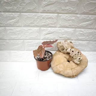 Begonia Maculata Pink Spot