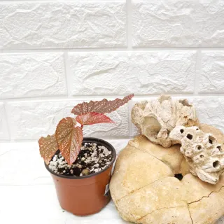 Begonia Maculata Pink Spot