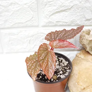 Begonia Maculata Pink Spot