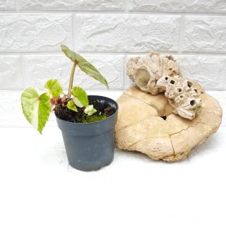 Begonia 'Rouge Variegata' Planta