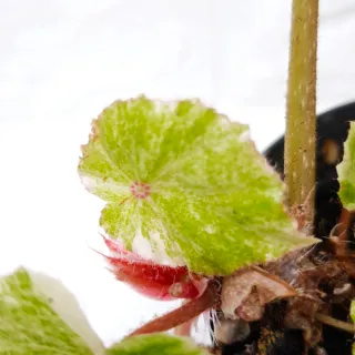 Begonia 'Rouge Variegata' Planta