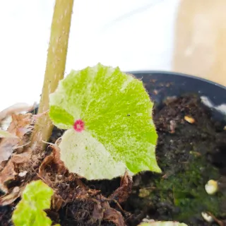 Begonia 'Rouge Variegata' Planta
