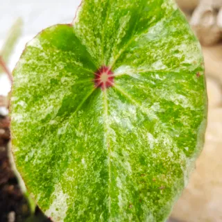 Begonia 'Rouge Variegata' Planta