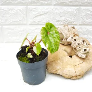 Begonia 'Rouge Variegata' Planta