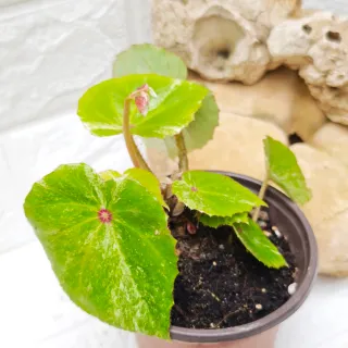 Begonia 'Rouge Variegata' Planta