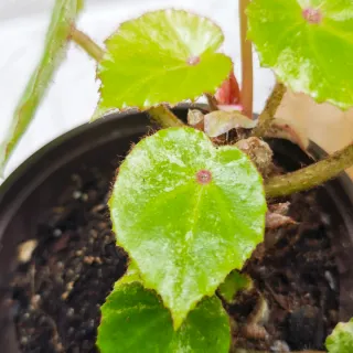Begonia 'Rouge Variegata' Planta