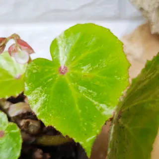 Begonia 'Rouge Variegata' Planta