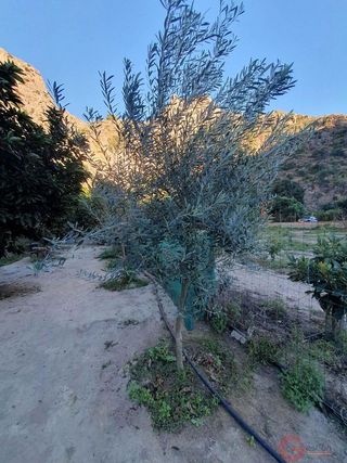 Terreno en venta en Vélez de Benaudalla