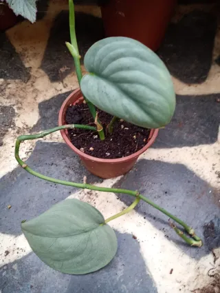 Scindapsus hero planta