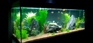 Acuario 600 litros