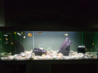 Acuario 600 litros