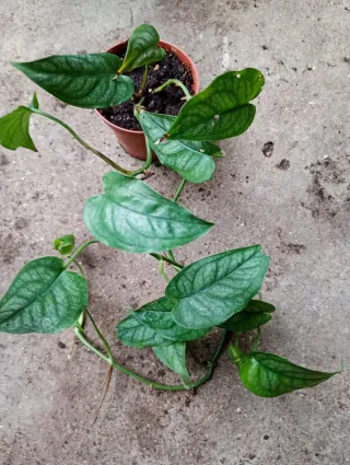 Monstera Siltepecana Planta