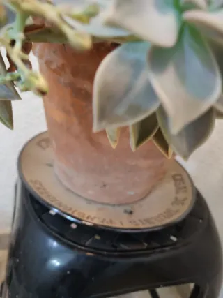 Maceta Suculenta . Madre perla