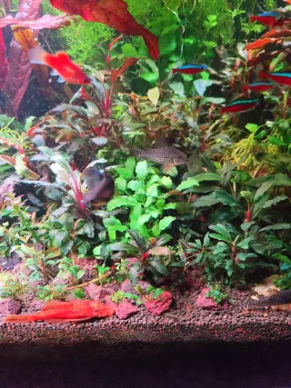 Lote Bucephalandras Carlos Cadiz