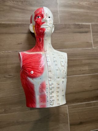 Modelo anatómico de acupuntura cuerpo completo