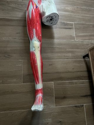 Modelo anatómico de acupuntura cuerpo completo