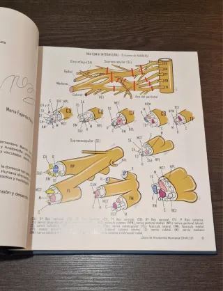 DHACOF - fábrica de anatomía digital del cuerpo...