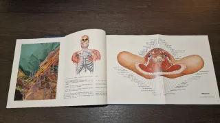 DHACOF - fábrica de anatomía digital del cuerpo...