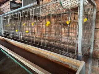 2 Jaulas para gallinas