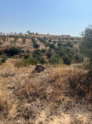 Terreno rústico en venta