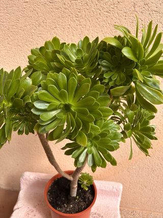 Suculenta Aeonium Arboreum