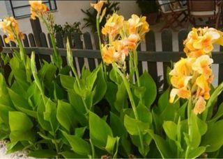 Bulbos de Canna Indica - Flores Amarillas