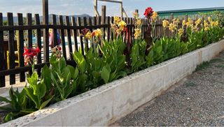 10 Bulbos Canna Indica