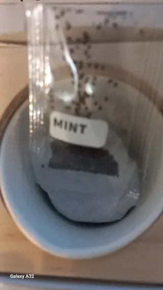 Vasetto con semi di menta