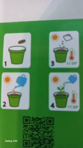 Vasetto con semi di menta