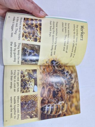 Libro infantil "Bees and Wasps"
