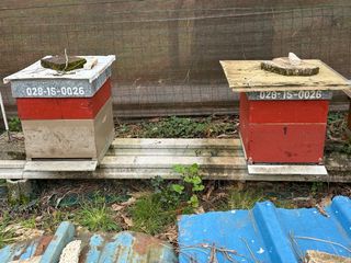 Colmenas de apicultura