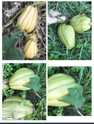 Semillas de Chayote Liso para Sembrar
