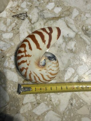 Nautilus naturale