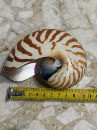 Nautilus naturale