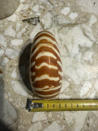 Nautilus naturale