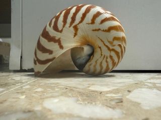 Nautilus naturale