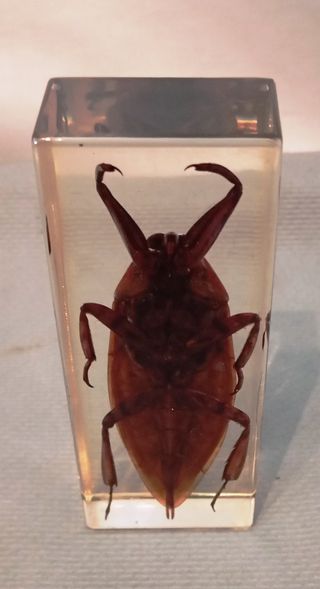 Chinche Acuática Gigante en Resina