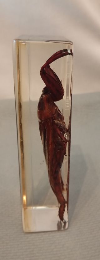 Chinche Acuática Gigante en Resina