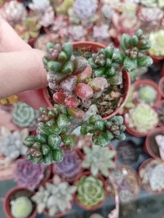 Sedum Furfuraceum Suculenta