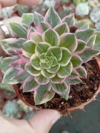 Aeonium Kaleidoscope maceta de 8.5 cm